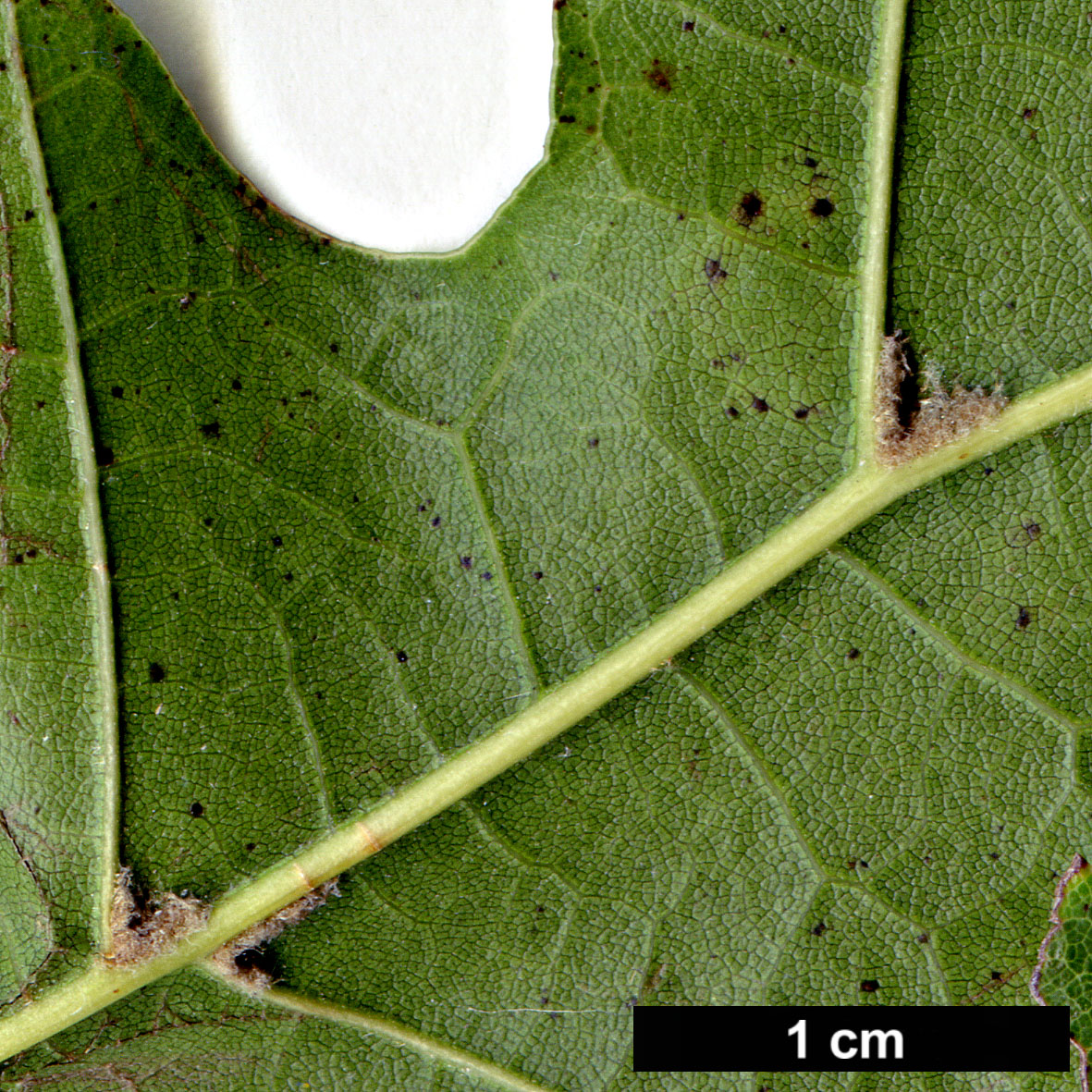 High resolution image: Family: Fagaceae - Genus: Quercus - Taxon: shumardii 